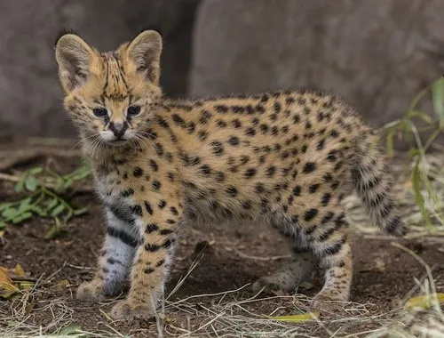 Savannah-Katzen Serval und Caracal . .