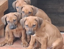 Rhodesian Ridgeback Welpen