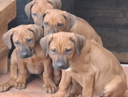 Rhodesian Ridgeback Welpen