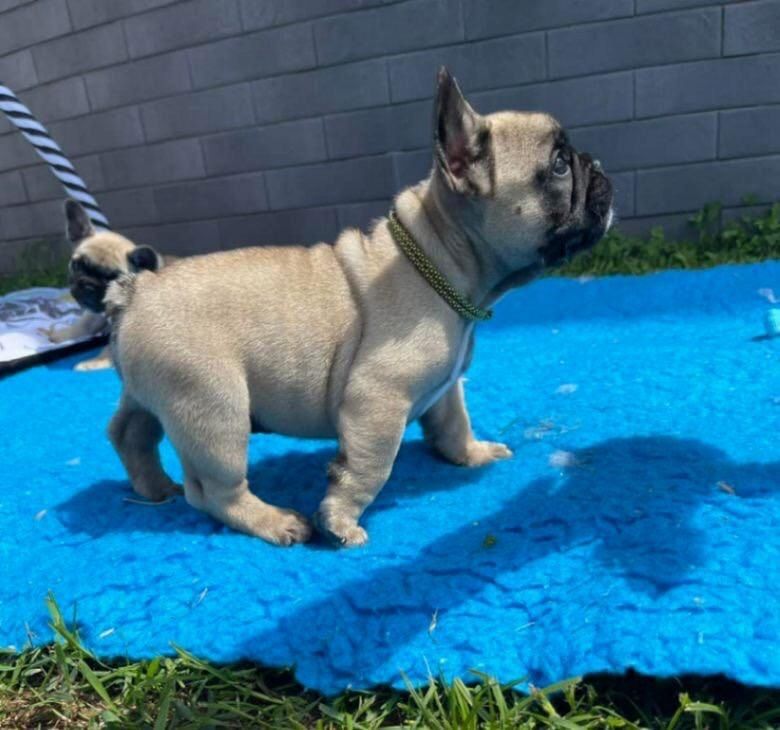 Französische Bulldogge Welpen Reservieren Sie mich ..........Whatsapp (+33773581849)