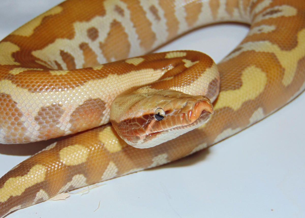 Männlicher Königspython Reservieren Sie mich 
