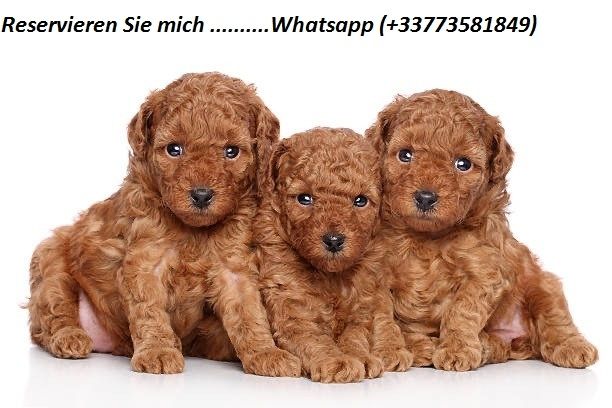 Cavapoo-Welpen zu verkaufen.  Cavapoo-Welpen zu verkaufen.