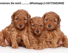 Cavapoo-Welpen zu verkaufen. 