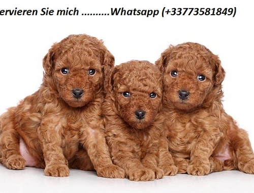 Cavapoo-Welpen zu verkaufen. 