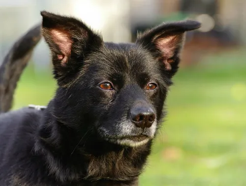 Buddy sucht seinen Herzensmensch