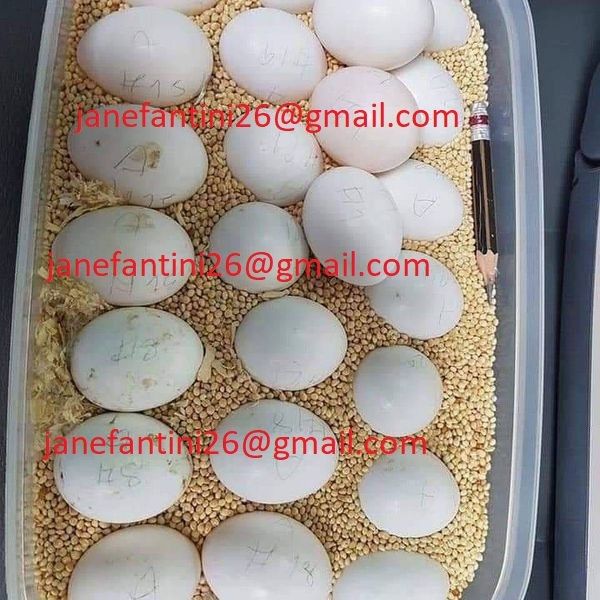 Wir verkaufen Chloroptera- und Ararauna-Papageien und ihre Eier.