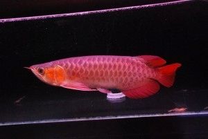 Arowana-Fische zu verkaufen. Verschiedene Arten