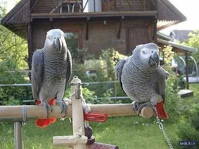 Papageien und ihre befruchteten Eier aller Arten zu verkaufen