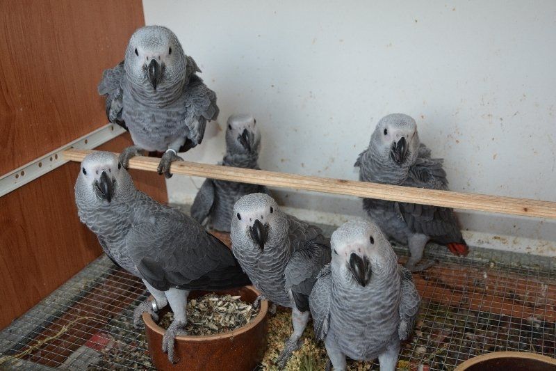 Papageien und ihre befruchteten Eier aller Arten zu verkaufen