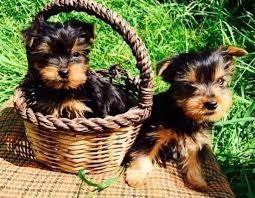 Yorkie Welpen verfügbar Yorkie Welpen verfügbar