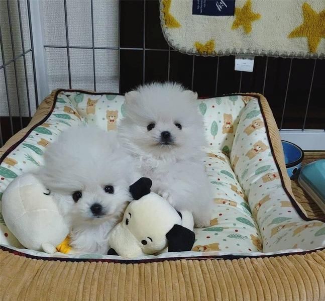 Zwergspitz-Pomeranian Welpen Zwergspitz-Pomeranian Welpen