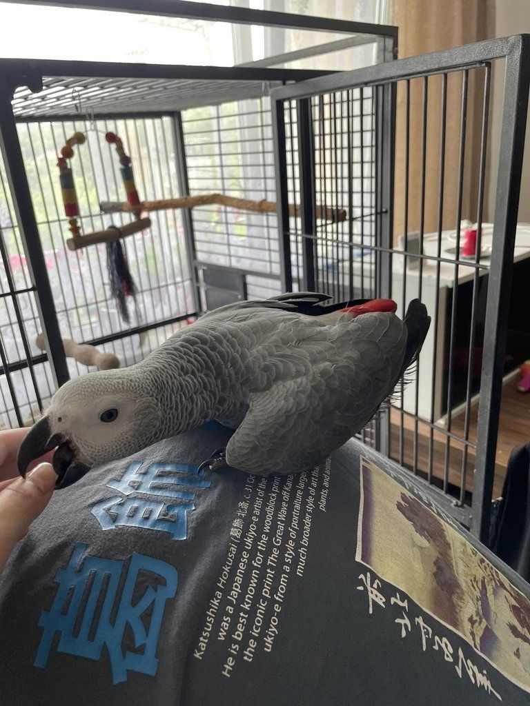 Graupapagei Graupapagei