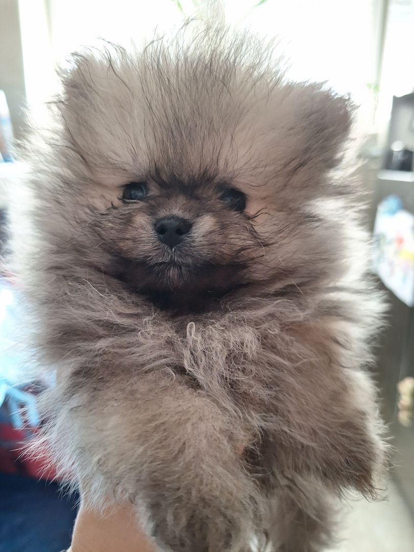 Reinrassige Pomerian Zwergspitz