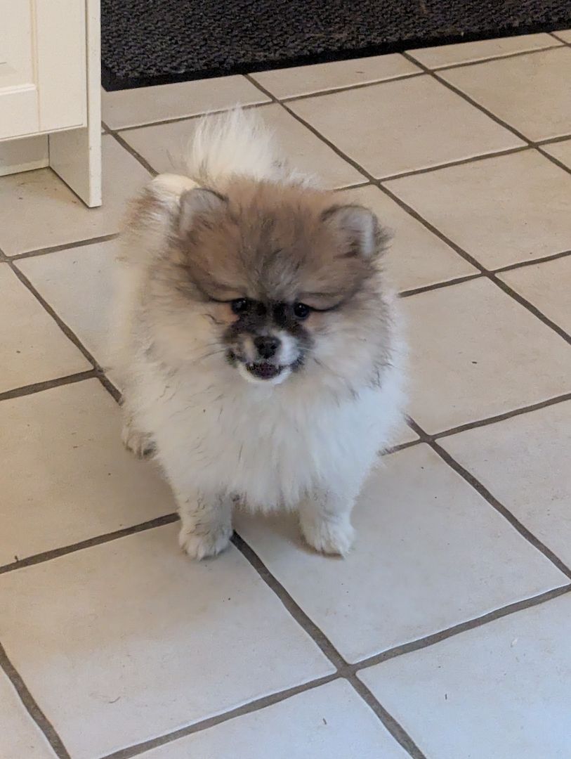 Pomeranian Zwergspitz Welpen