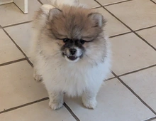 Pomeranian Zwergspitz Welpen