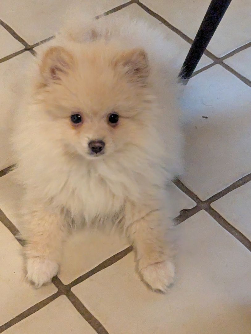 Pomeranian Zwergspitz Welpen