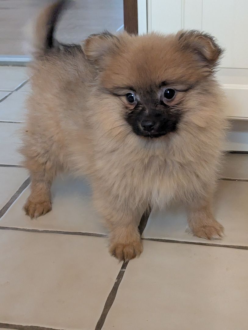 Pomeranian Zwergspitz Welpen