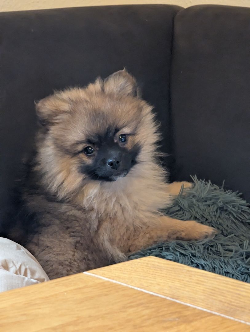 Pomeranian Zwergspitz Welpen