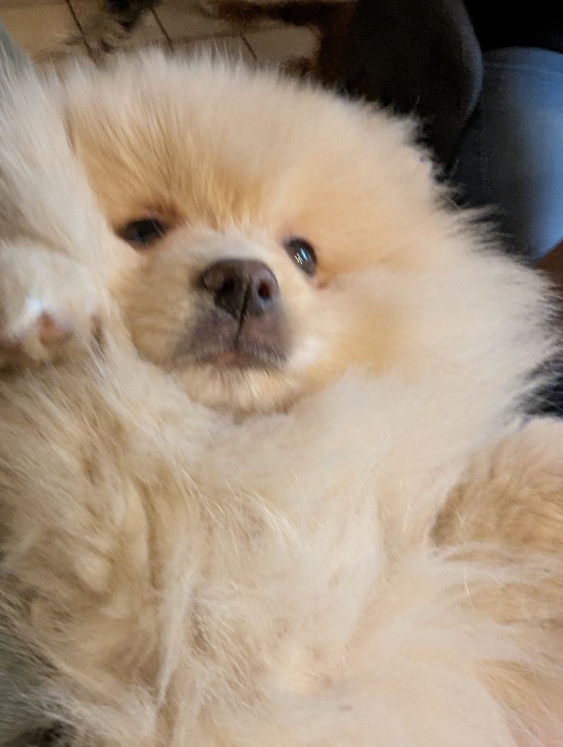 Pomeranian Zwergspitz Welpen