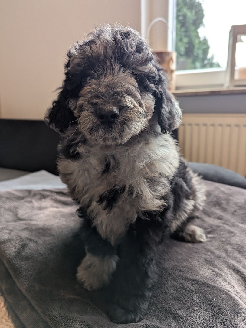 Aussiedoodle Welpen Aussiedoodle Welpen