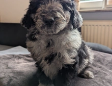 Aussiedoodle Welpen