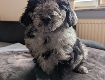 Aussiedoodle Welpen