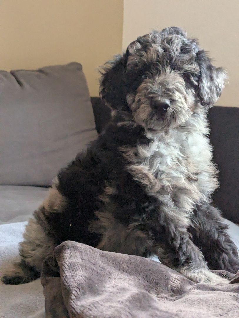 Aussiedoodle Welpen Aussiedoodle Welpen