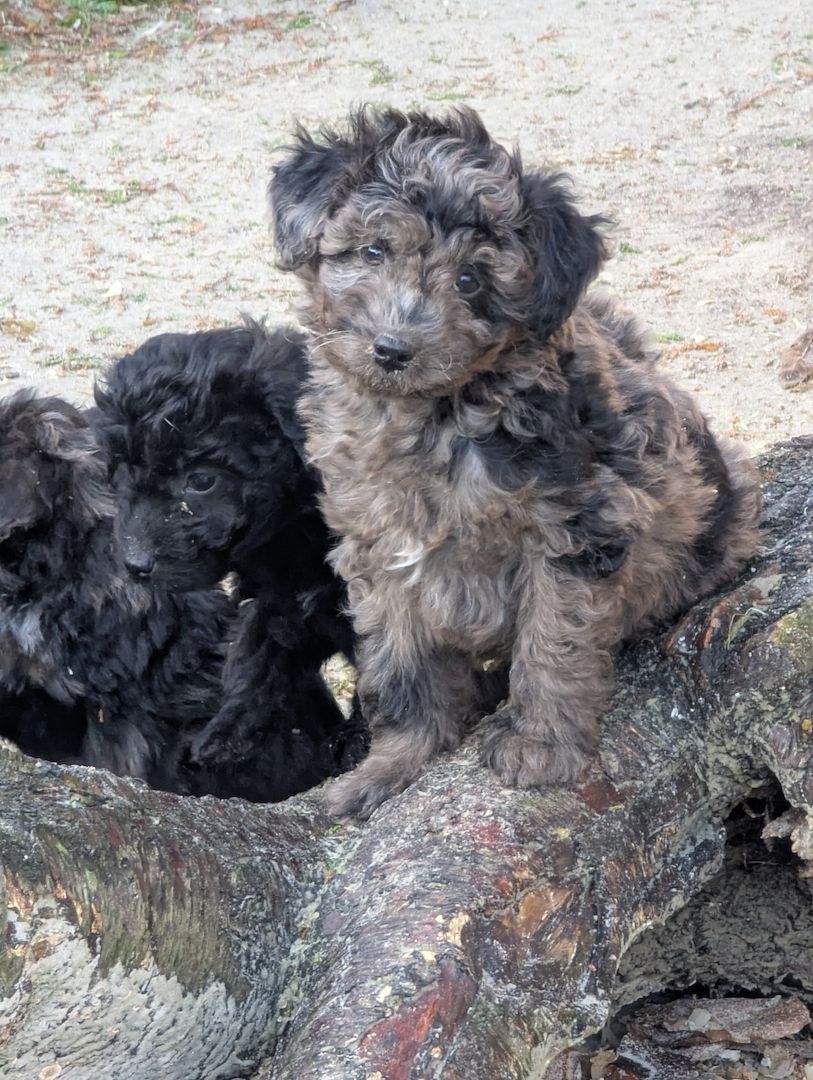 Aussiedoodle Welpen Aussiedoodle Welpen