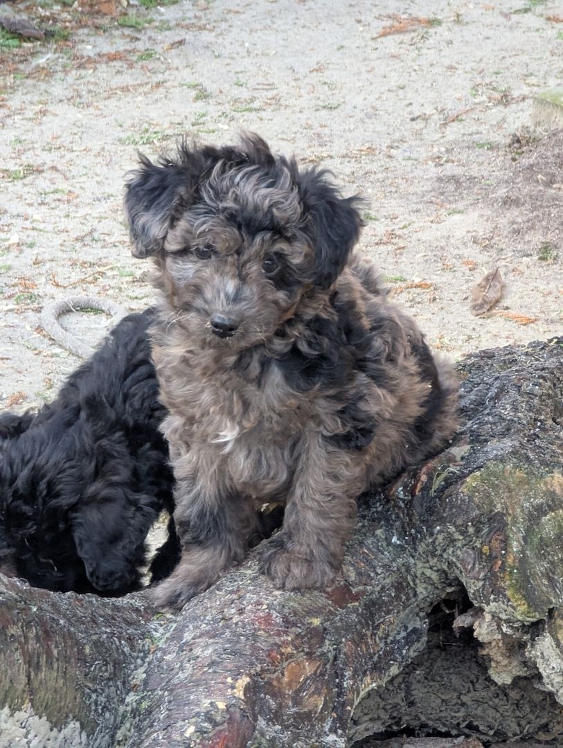 Aussiedoodle Welpen Aussiedoodle Welpen