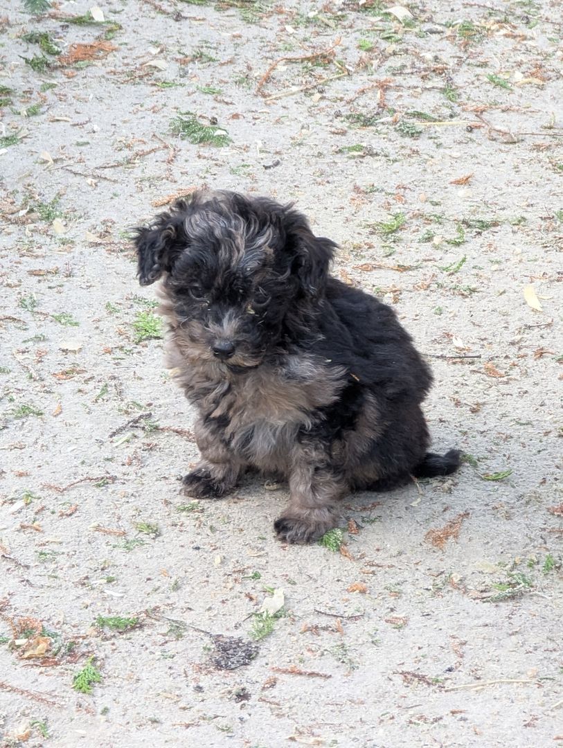 Aussiedoodle Welpen Aussiedoodle Welpen