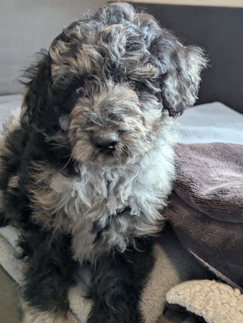 Aussiedoodle Welpen Aussiedoodle Welpen