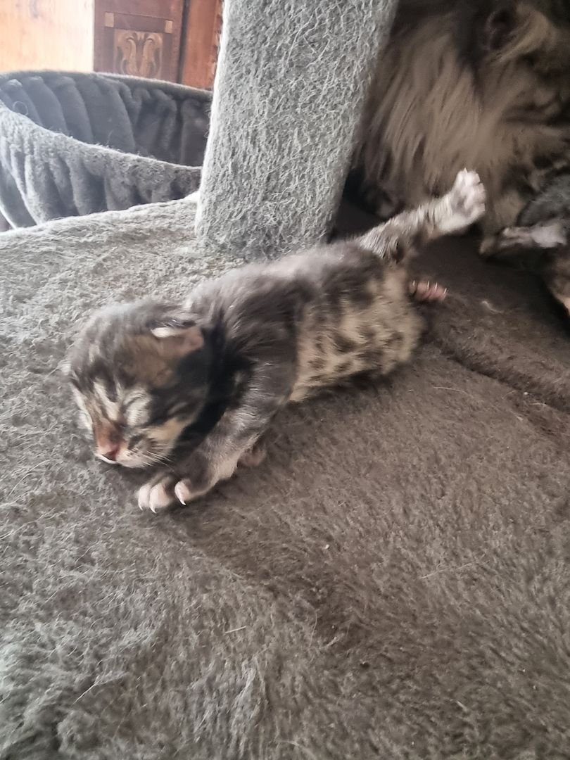 Maincoon kitten männlich weiblich