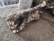 Maincoon kitten männlich weiblich