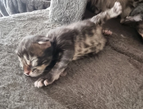 Maincoon kitten männlich weiblich