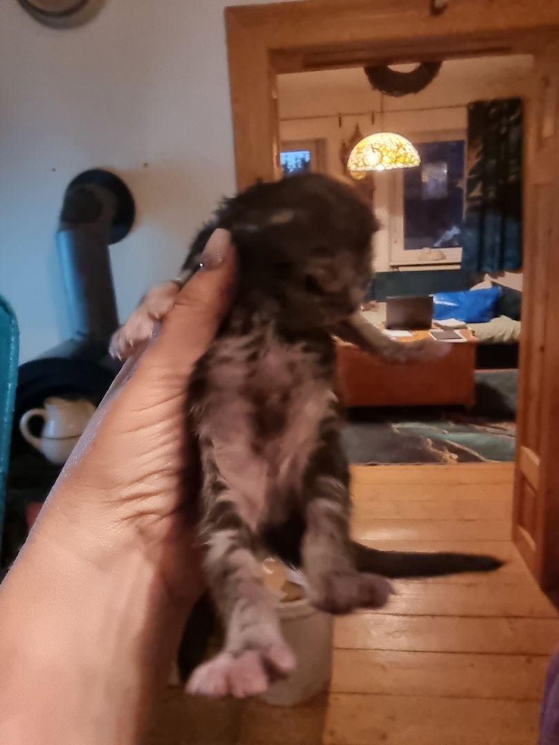 Maincoon kitten männlich weiblich