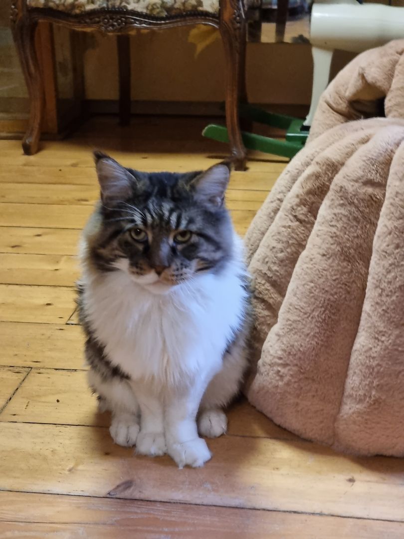 Maincoon kitten männlich weiblich