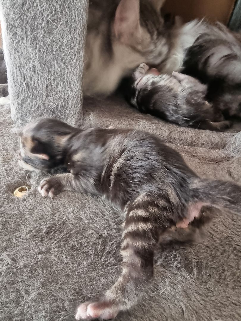 Maincoon kitten männlich weiblich