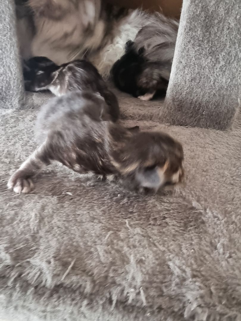 Maincoon kitten männlich weiblich