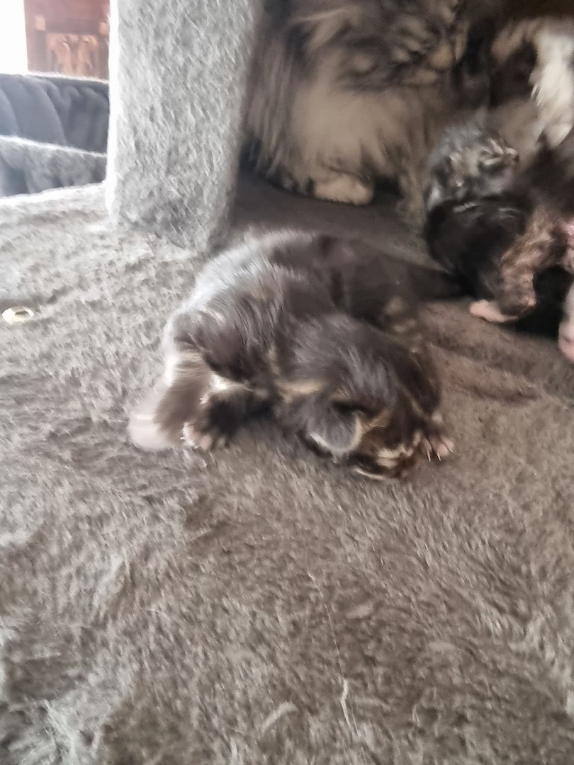 Maincoon kitten männlich weiblich