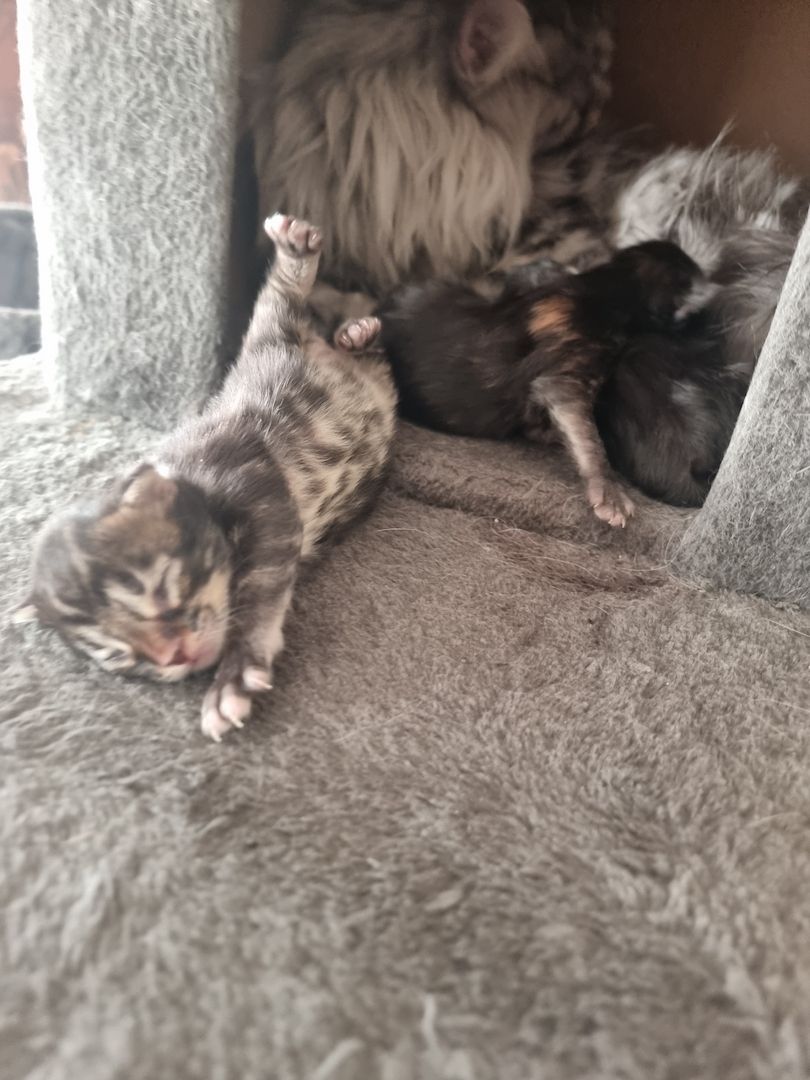 Maincoon kitten männlich weiblich