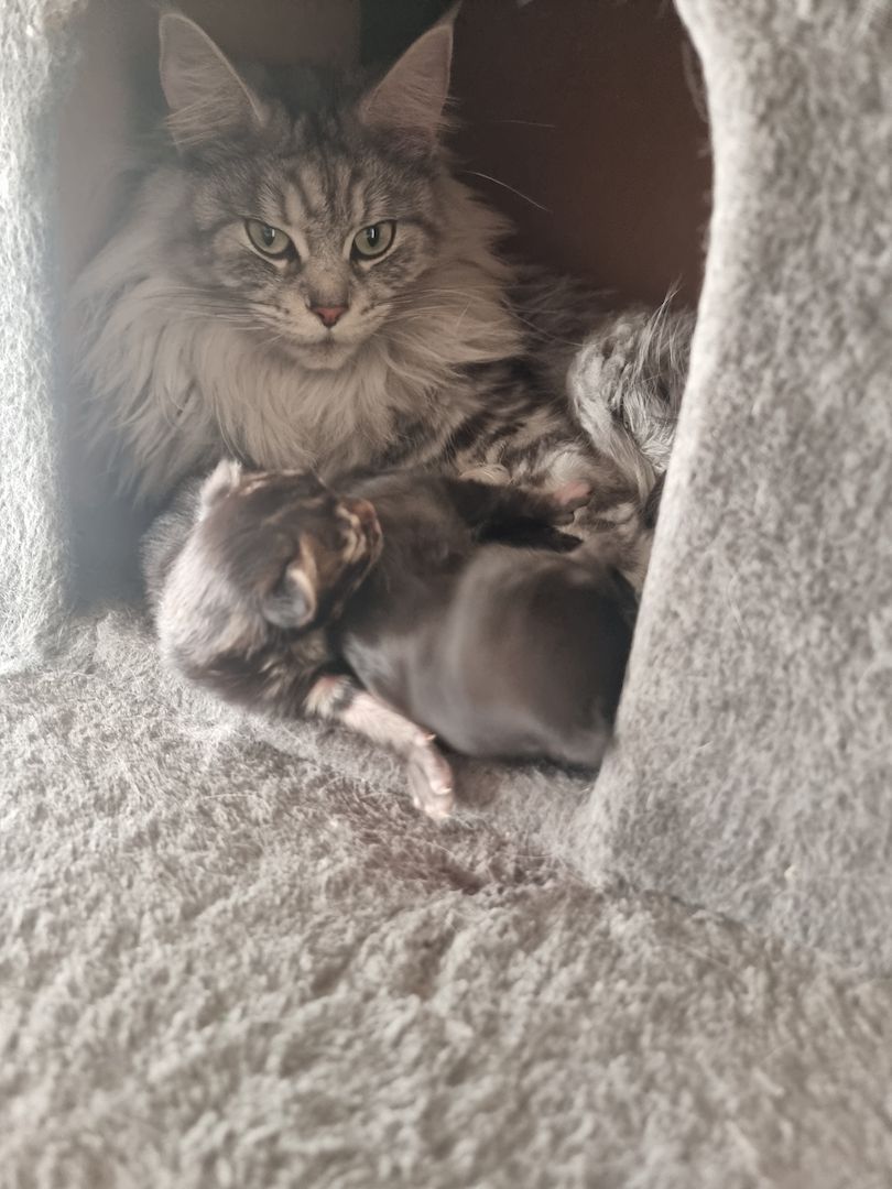 Maincoon kitten männlich weiblich