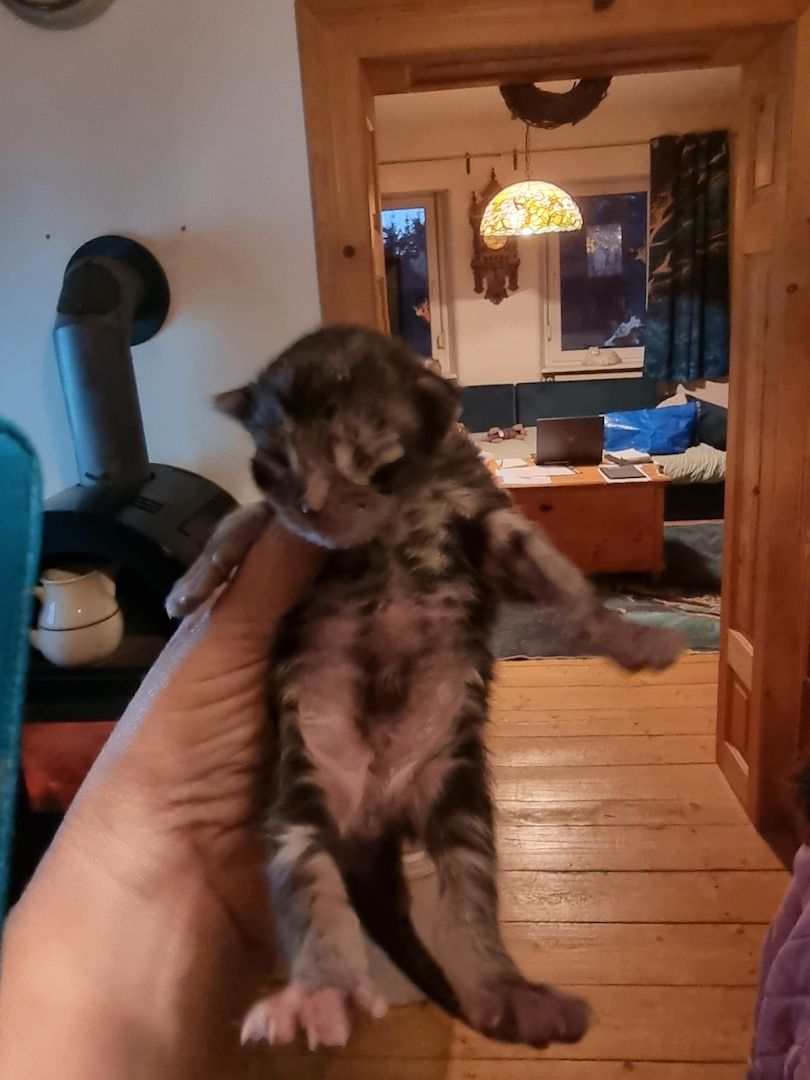 Maincoon kitten männlich weiblich