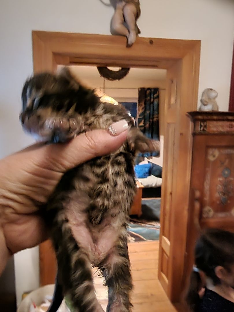 Maincoon kitten männlich weiblich