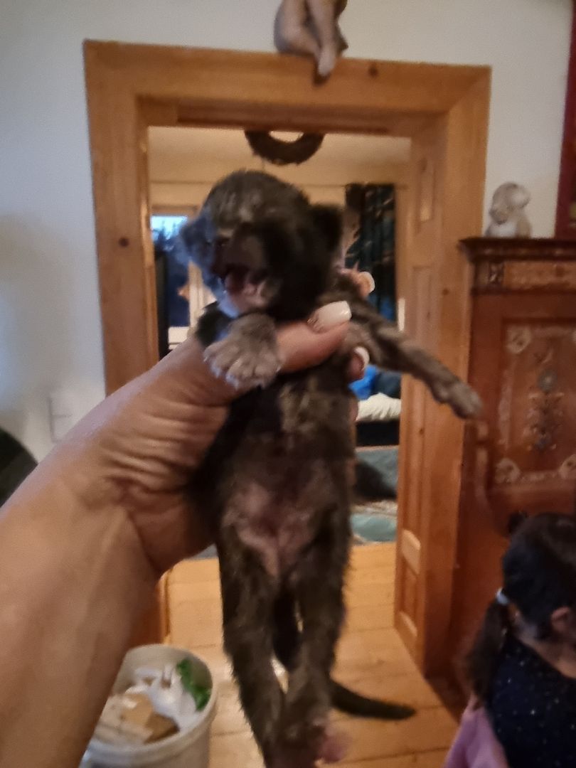 Maincoon kitten männlich weiblich