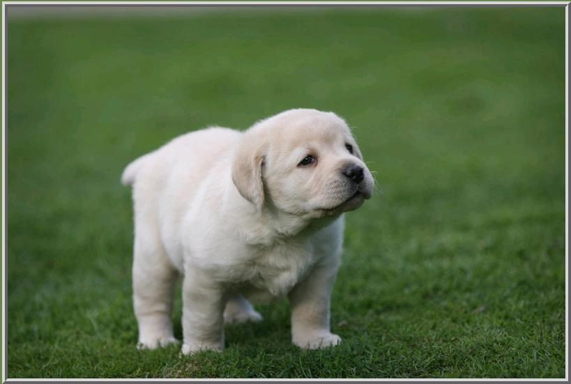 Sehr gesunde und gut ausgebildete Labrador-Welpen verfügbar