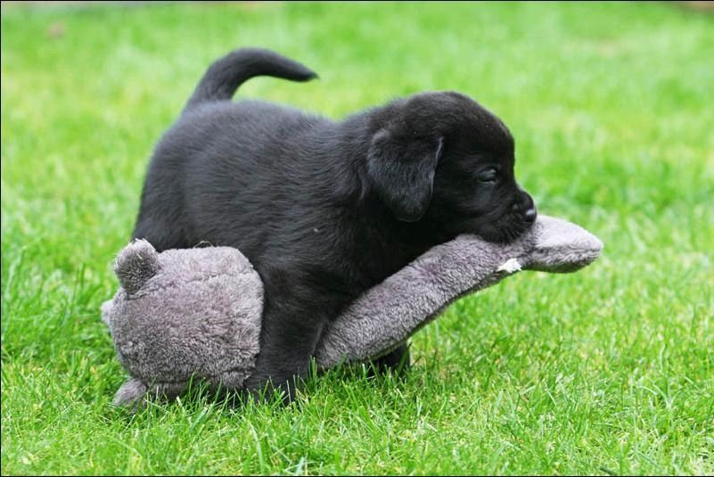 Sehr gesunde und gut ausgebildete Labrador-Welpen verfügbar
