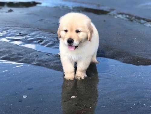 Golden Retriever