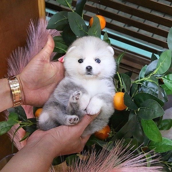 Entzückende Pomeranianwelpen verfügbar