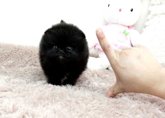 Entzückende Pomeranianwelpen verfügbar