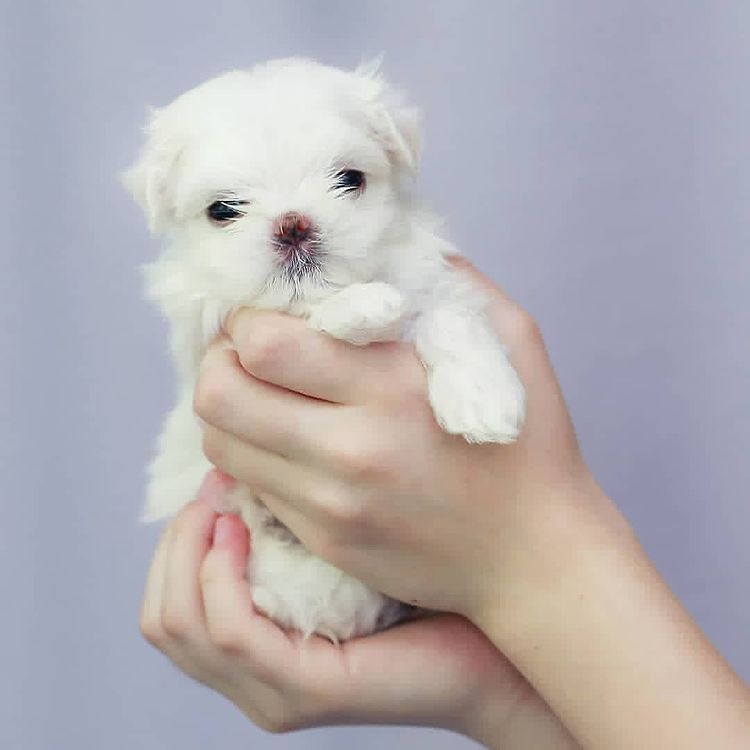 Reinrassige Malteserwelpen verfügbar